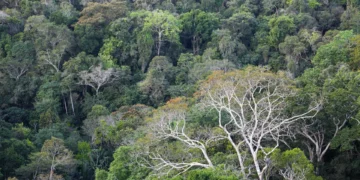 BNDES seleciona 7 fundos de investimento para Chamada de Clima; veja os escolhidos