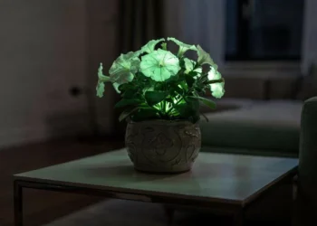 A planta que brilha no escuro e pode decorar a sala de casa