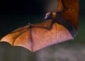 Conheça a raposa-voadora, espécie de morcego gigante que hospeda vírus Nipah