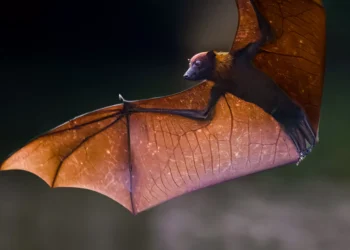 Conheça a raposa-voadora, espécie de morcego gigante que hospeda vírus Nipah