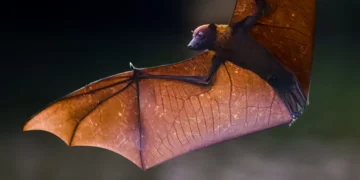 Conheça a raposa-voadora, espécie de morcego gigante que hospeda vírus Nipah