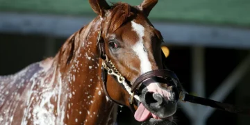 Por que o relincho do cavalo desafia uma regra básica da biologia