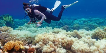 Aquecimento do oceano já atinge 80% dos recifes de corais do planeta, diz estudo