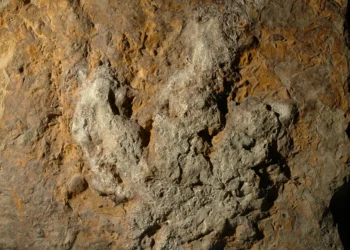 Aplicativo usa IA para identificar dinossauros por pegadas fósseis