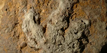 Aplicativo usa IA para identificar dinossauros por pegadas fósseis