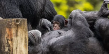 Chimpanzé macho do Zoo de São Paulo nascido em janeiro ganhou nome