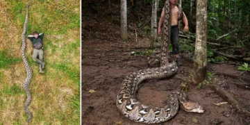 Cobra de 7 metros na Indonésia é a maior já medida na natureza