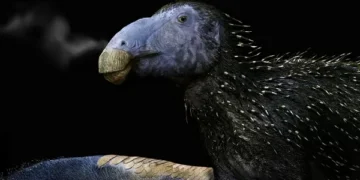 Nova espécie de dinossauro com espinhos ocos é descoberta na China